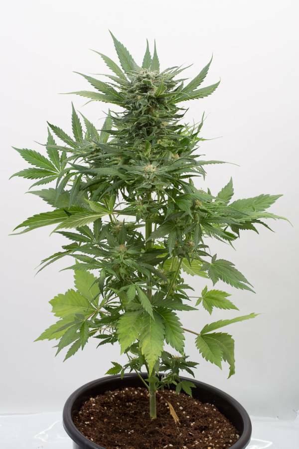 Dinafem - Sour Diesel Autoflowering (auto/fem.)