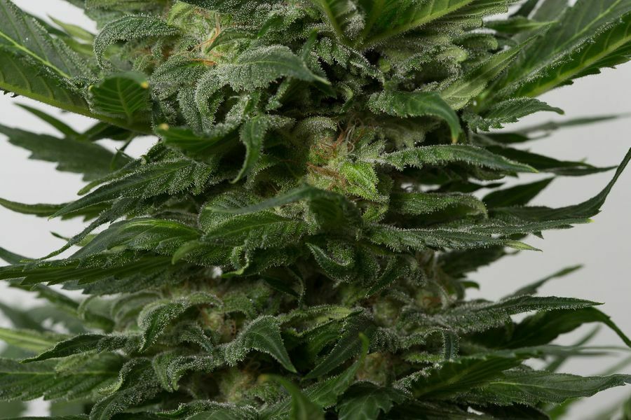 Dinafem - Sour Diesel Autoflowering (auto/fem.)