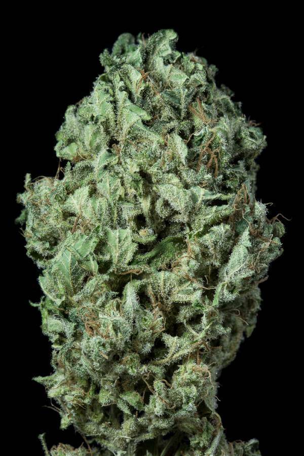 Dinafem - Sour Diesel Autoflowering (auto/fem.)