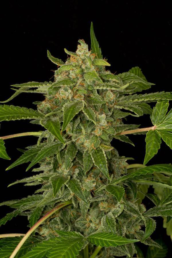 Dinafem - White Cheese Autoflowering (auto/fem.)