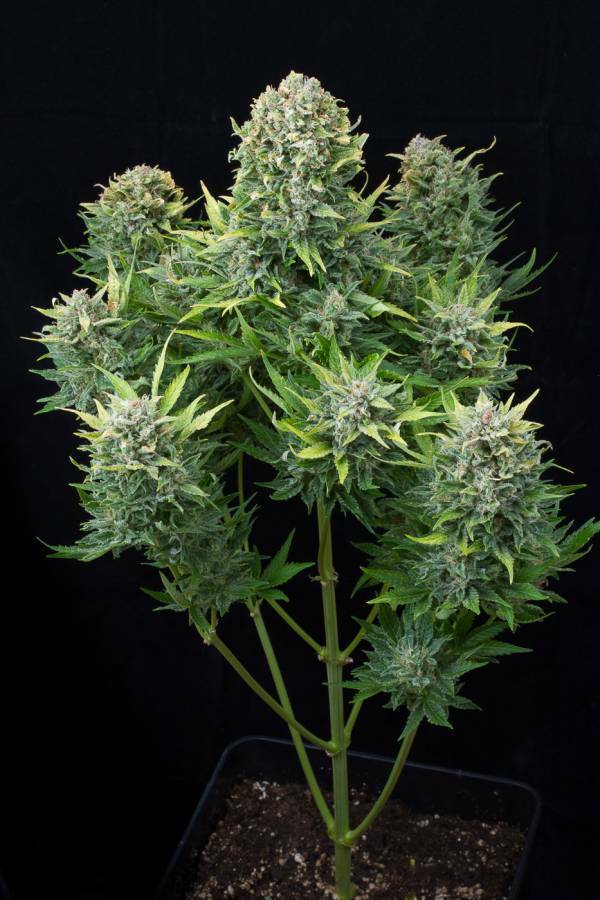 Dinafem - White Cheese Autoflowering (auto/fem.)