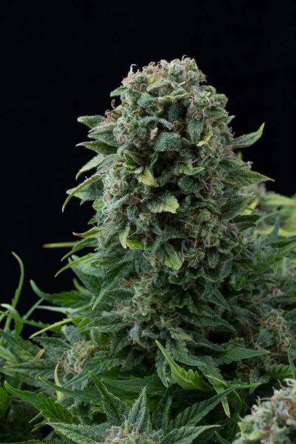 Dinafem - White Cheese Autoflowering (auto/fem.)