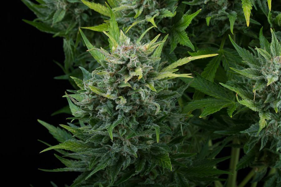 Dinafem - White Cheese Autoflowering (auto/fem.)