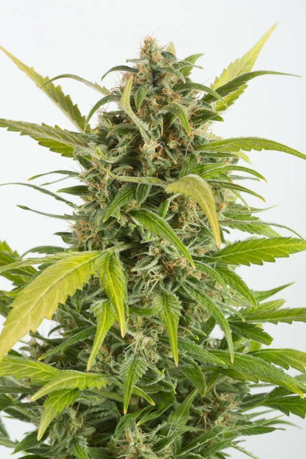 Dinafem - Haze Autoflowering CBD (auto/fem.)