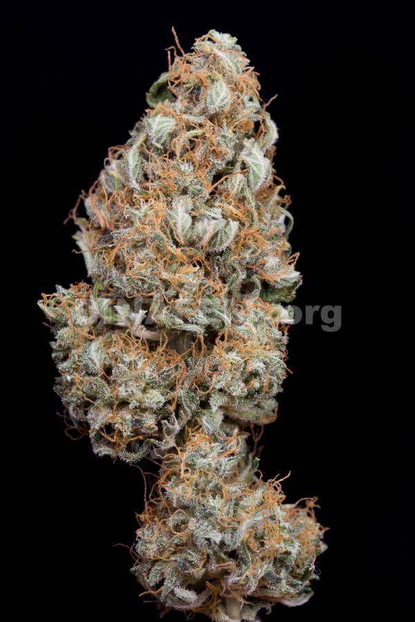 Dinafem - Haze Autoflowering CBD (auto/fem.)