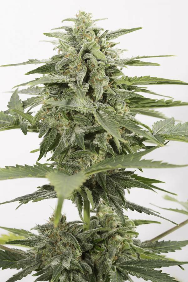 Dinafem - Industrial Plant Autoflowering CBD (auto/fem.)
