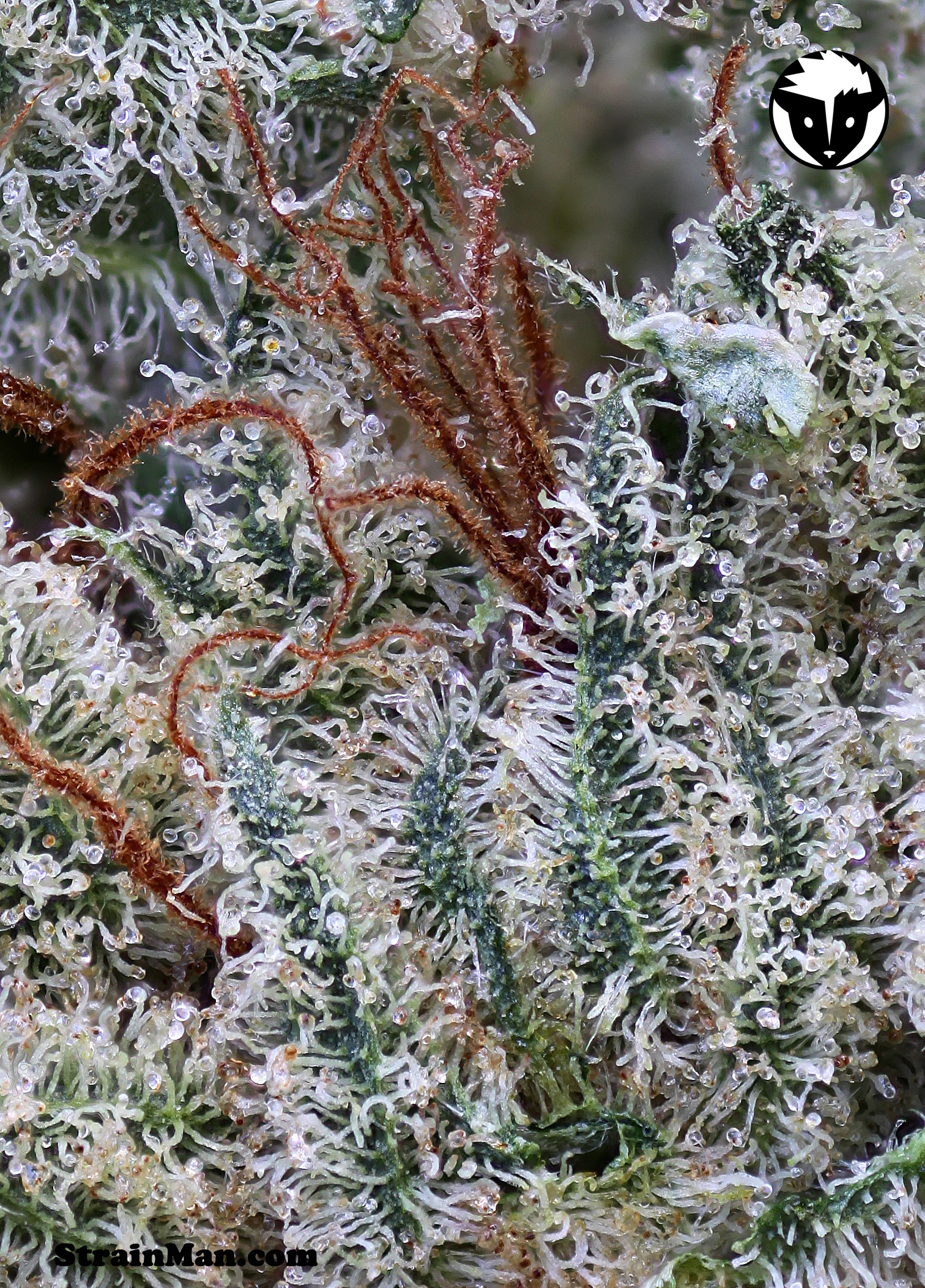 Rare Dankness - Scott's OG (fem.)