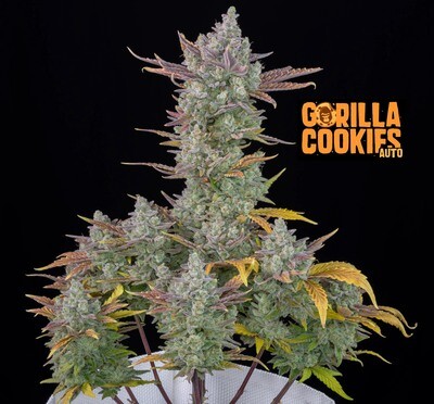 FastBuds - Gorilla Cookies Auto (auto/fem.) 06994