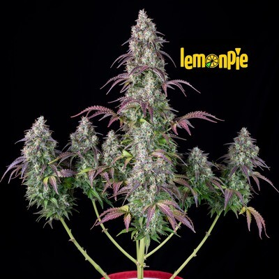 FastBuds - Lemon Pie Auto (auto/fem.) 07001