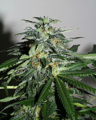 K.С. Brains Seeds - Cyber Cristal (fem.)