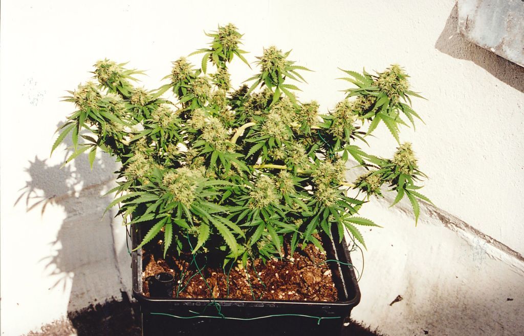 Феминизированные семена марихуаны K.С. Brains Seeds - K.C. 33 Феминизированные семена марихуаны K.С. Brains Seeds - K.C. 33