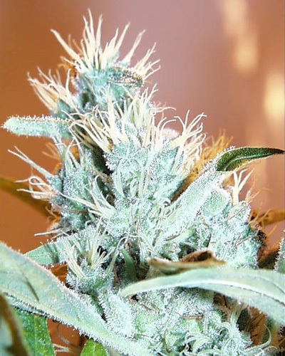 K.С. Brains Seeds - Leda Uno (fem.) 🏆