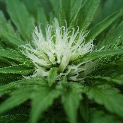 K.С. Brains Seeds - Sweet Dreams (fem.)