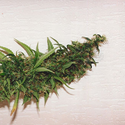 K.С. Brains Seeds - Swiss-xT (fem.)