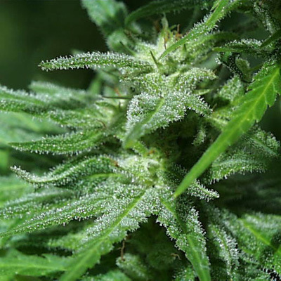 K.С. Brains Seeds - White K.C. (fem.)