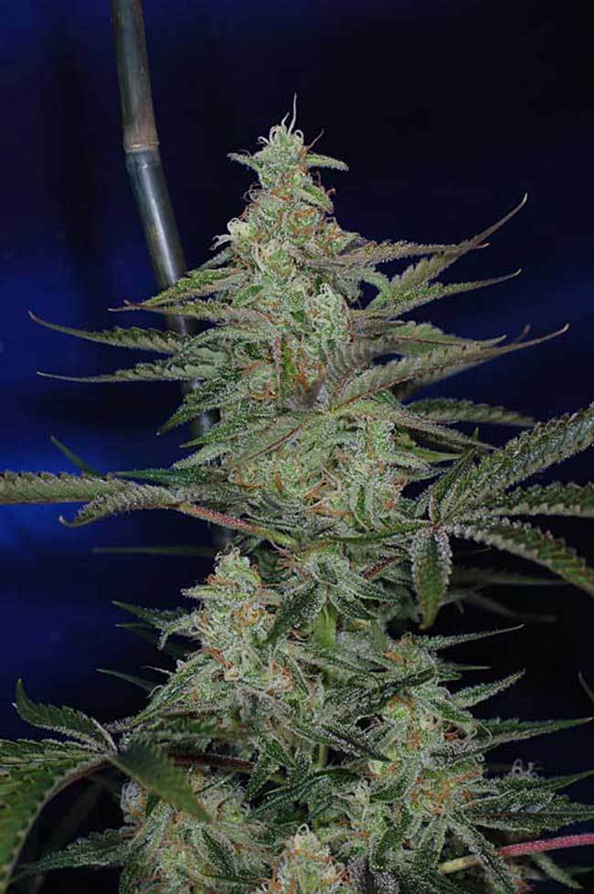 TGA Subcool Seeds - The Third Dimension (reg.)