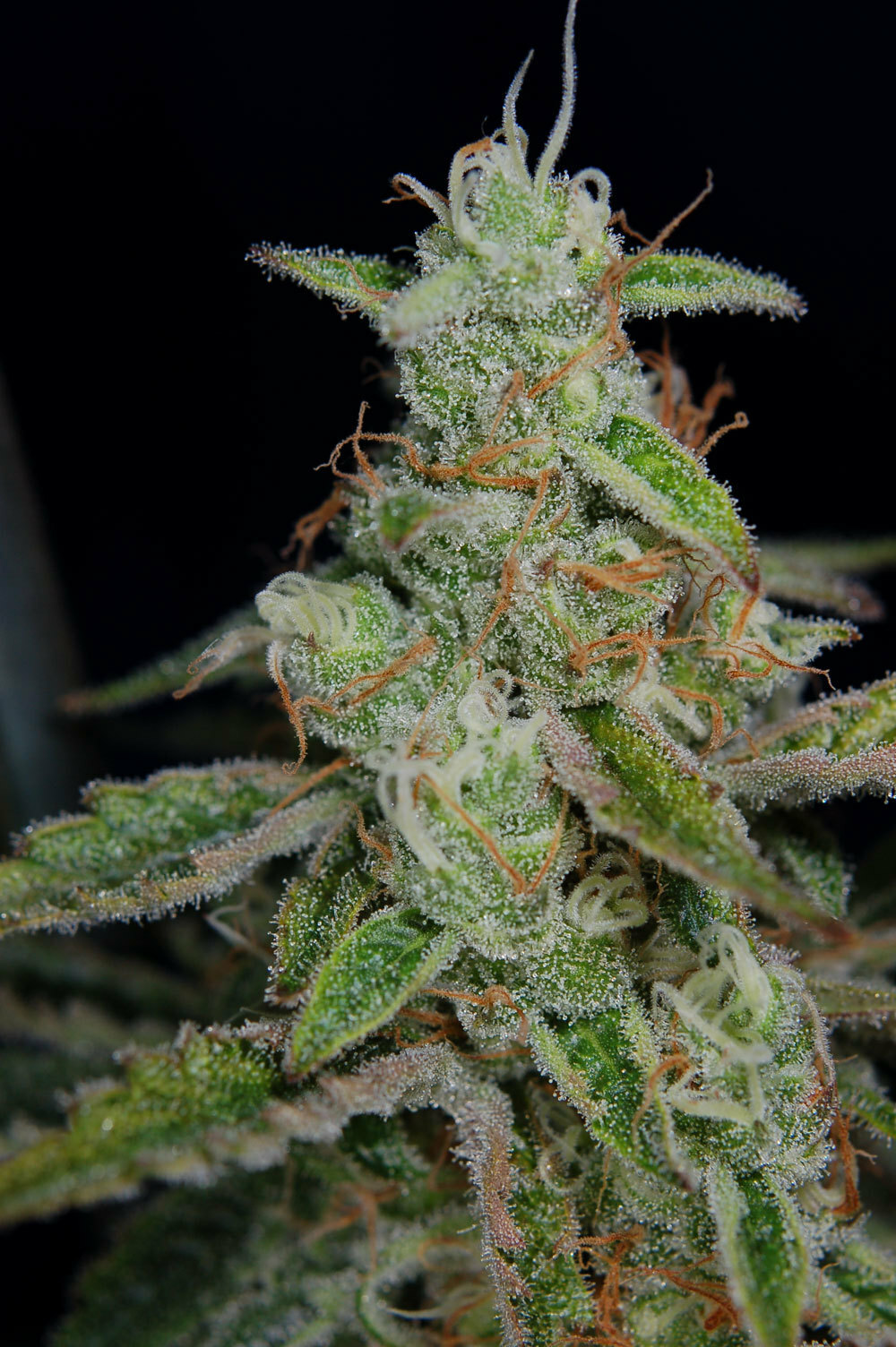 TGA Subcool Seeds - The Third Dimension (reg.)
