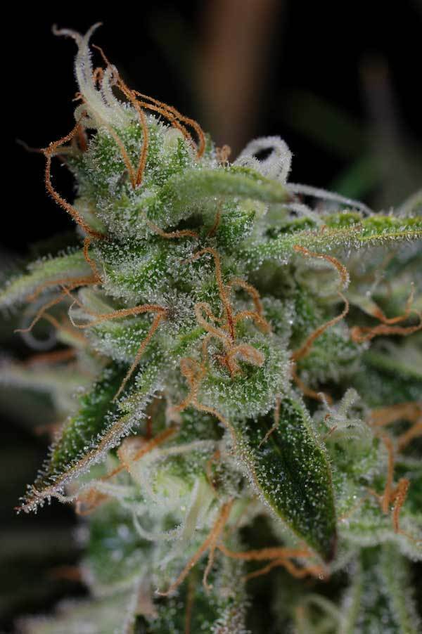 TGA Subcool Seeds - The Third Dimension (reg.)