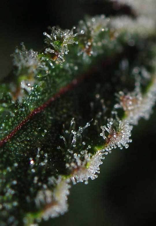 TGA Subcool Seeds - The Third Dimension (reg.)