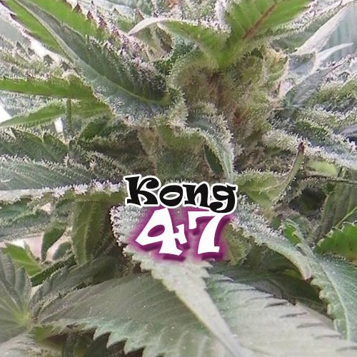 Dr. Underground - Kong 47 (fem.)