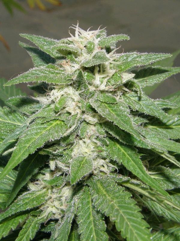Dr. Underground - Kong 47 (fem.)