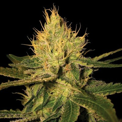 DNA Genetics - Cannalope Haze (fem.) 02728