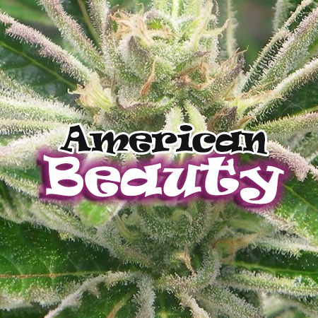 Dr. Underground - American Beauty (fem.)