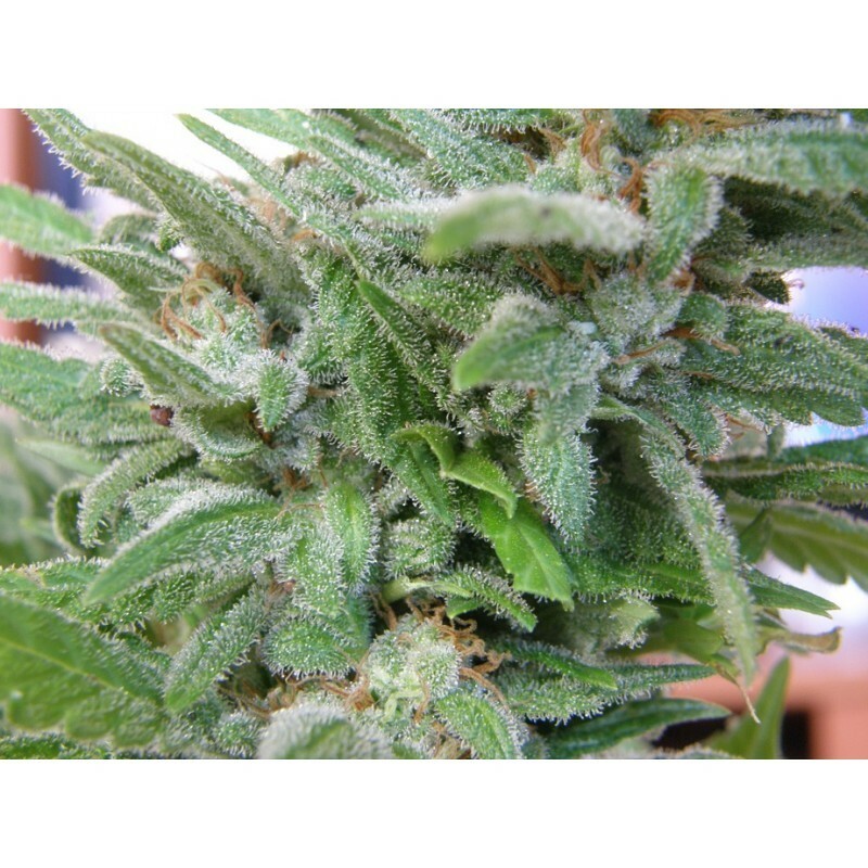 Dr. Underground - Brooklyn Mango (fem.)