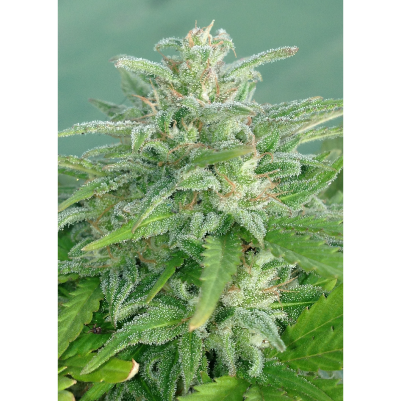 Dr. Underground - Brooklyn Mango (fem.)