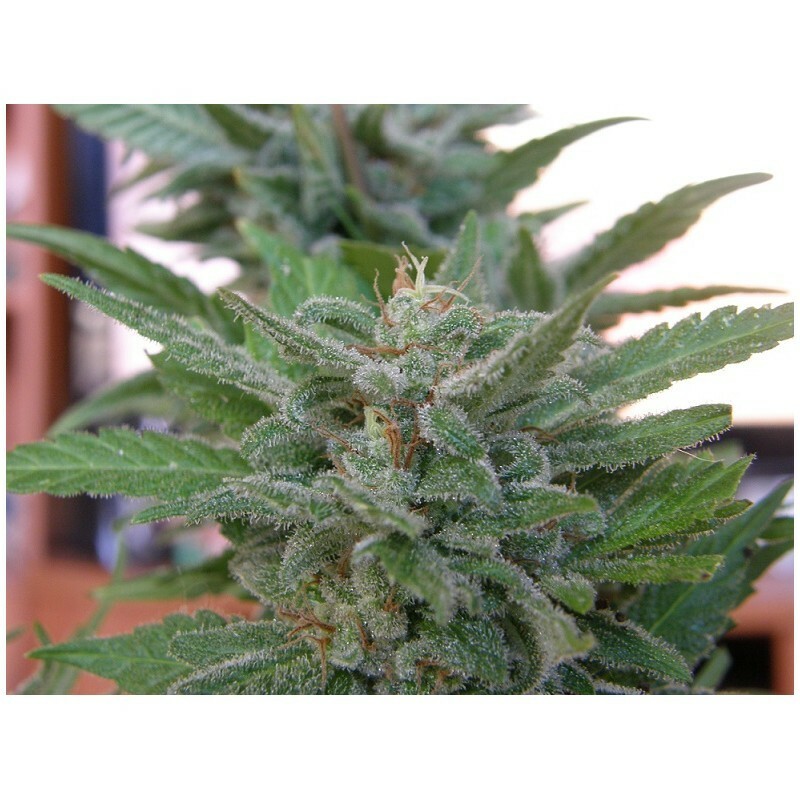 Dr. Underground - Brooklyn Mango (fem.)