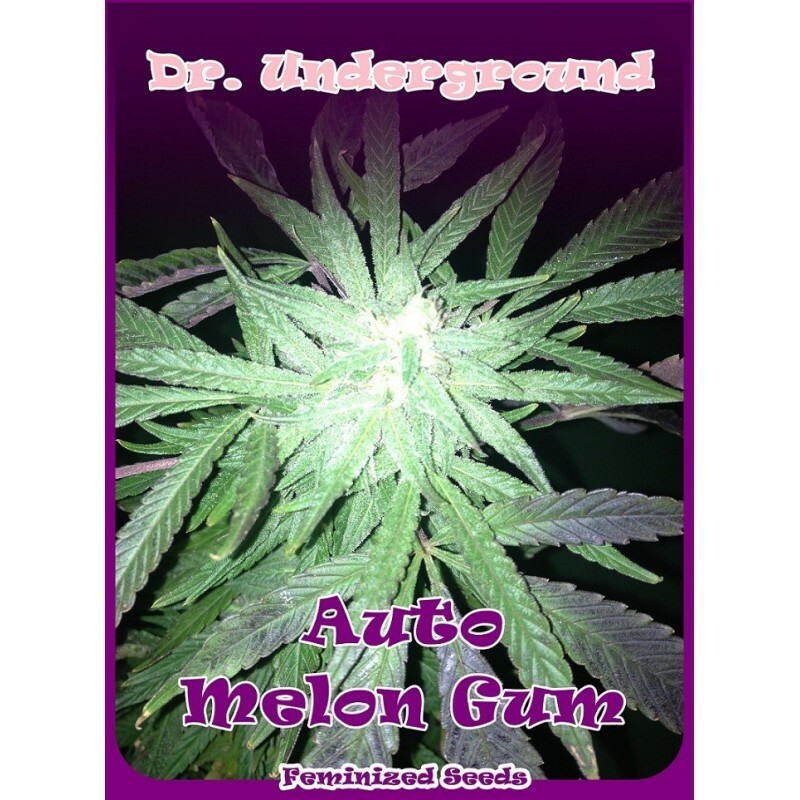 Dr. Underground - Auto Melon Gum (auto/fem.)