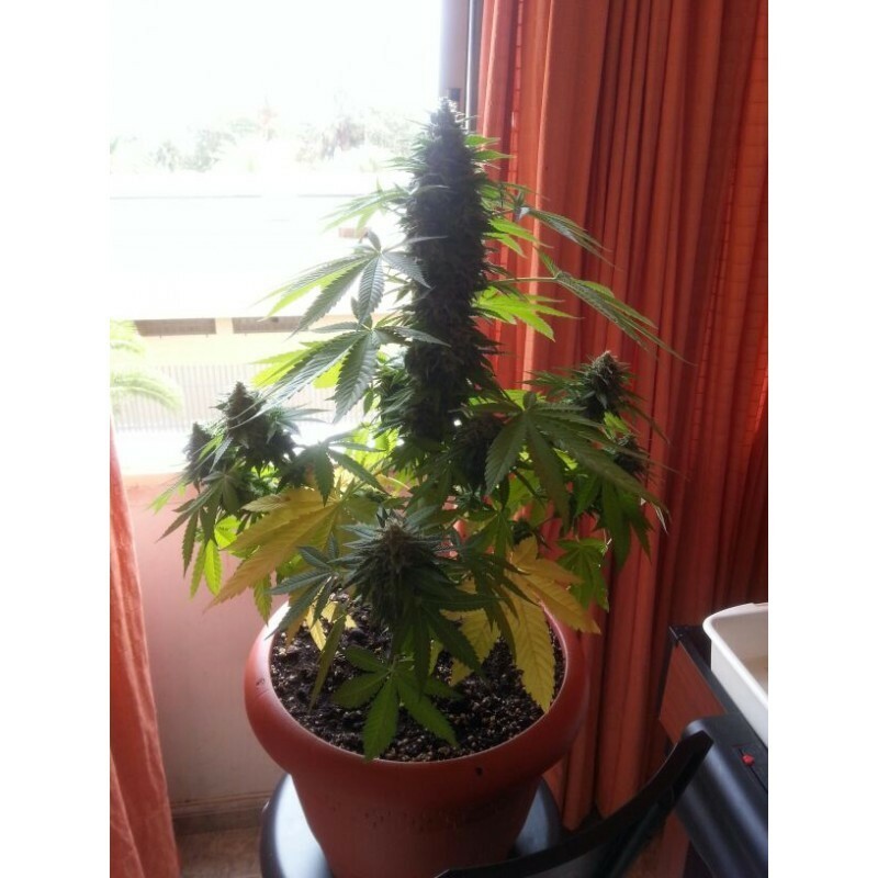 Dr. Underground - Auto Melon Gum (auto/fem.)