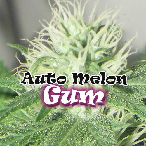 Dr. Underground - Auto Melon Gum (auto/fem.)
