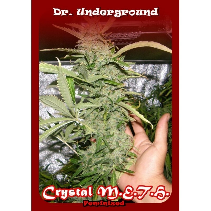 Dr. Underground - Crystal M.E.T.H. (fem.)