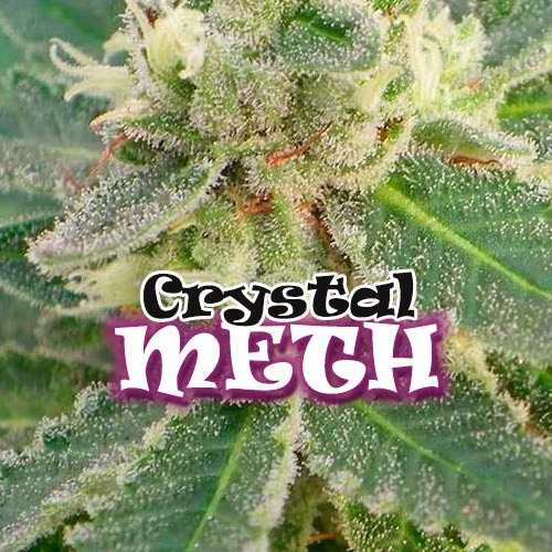 Dr. Underground - Crystal M.E.T.H. (fem.)