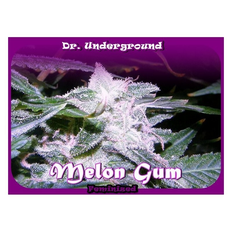 Dr. Underground - Melon Gum (fem.) Dr. Underground - Melon Gum (fem.)
