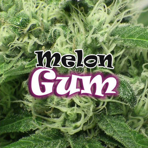 Dr. Underground - Melon Gum (fem.) Dr. Underground - Melon Gum (fem.)