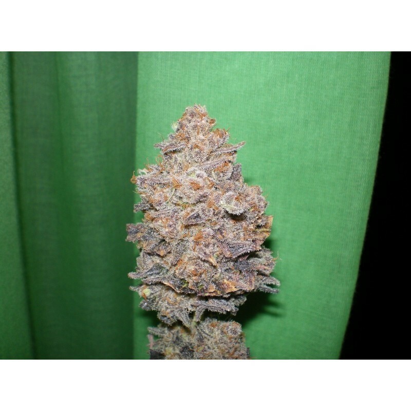 Dr. Underground - Melon Gum (fem.) Dr. Underground - Melon Gum (fem.)