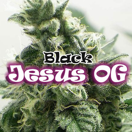 Dr. Underground - Black Jesus OG (fem.)