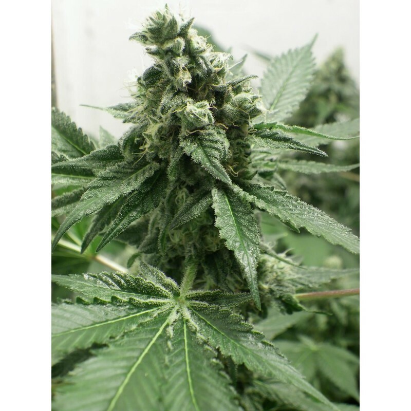 Dr. Underground - Black Jesus OG (fem.)
