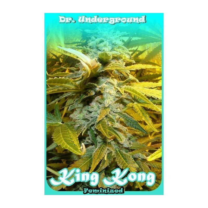Dr. Underground - King Kong (fem.)