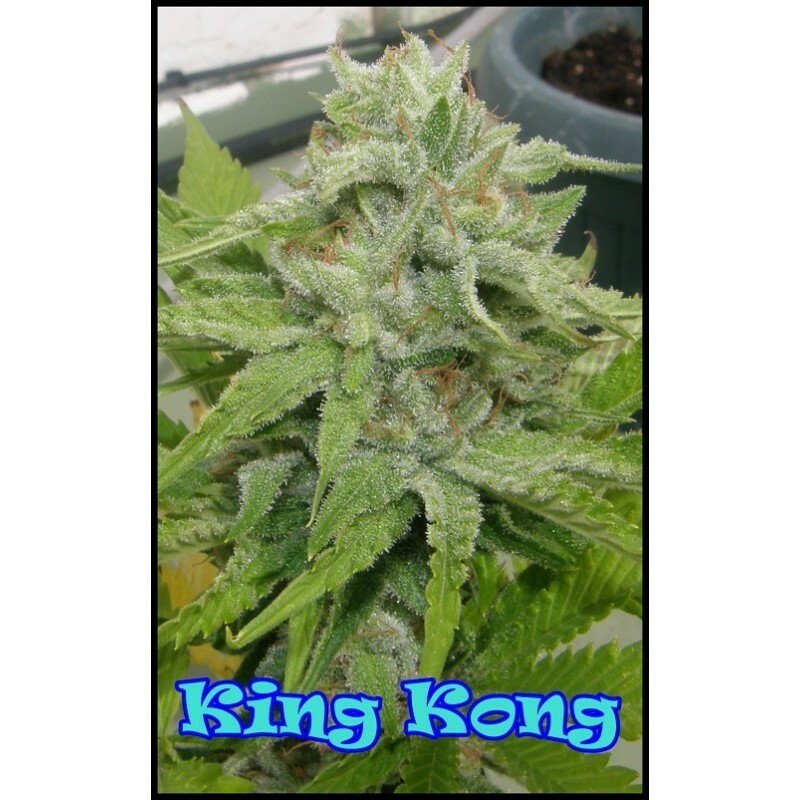 Dr. Underground - King Kong (fem.)