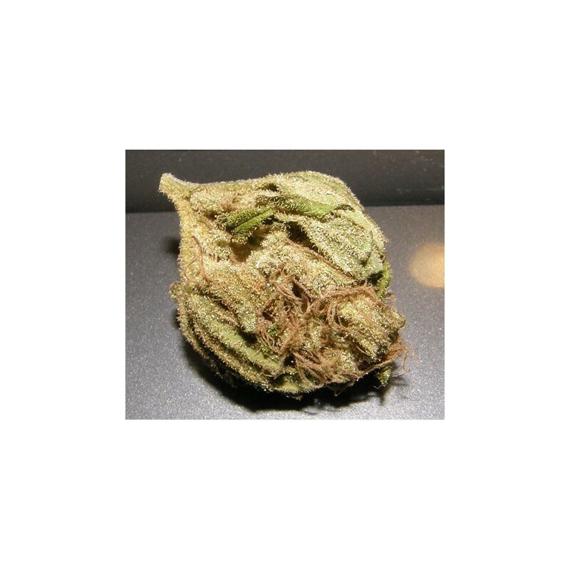 Dr. Underground - King Kong (fem.)