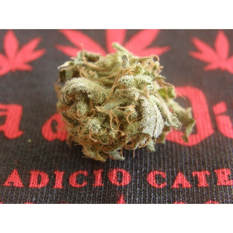 Dr. Underground - King Kong (fem.)