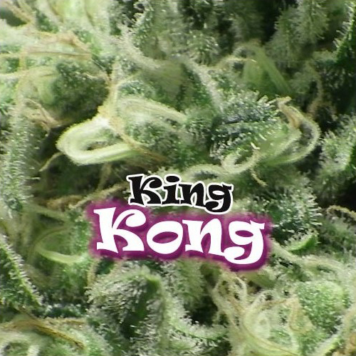 Dr. Underground - King Kong (fem.)