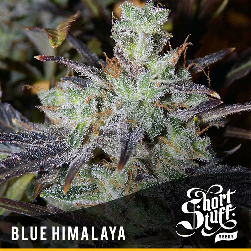 Short Stuff Seeds - Blue Himalaya (auto/reg.)