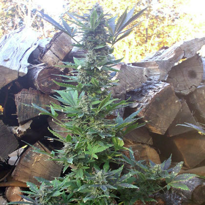 Short Stuff Seeds - Mi5 (auto/reg.)