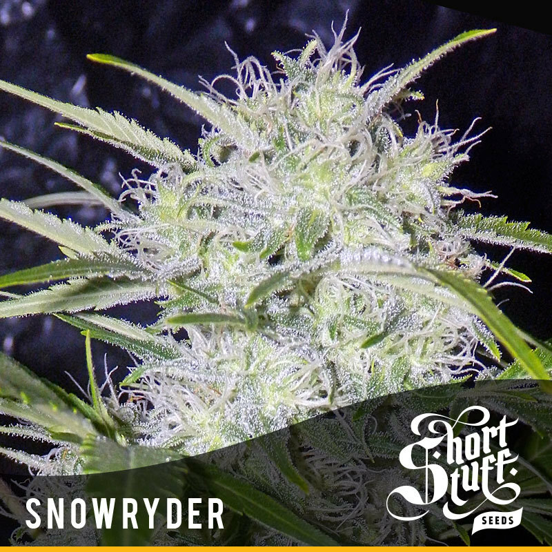 Short Stuff Seeds - Snowryder (auto/reg.)