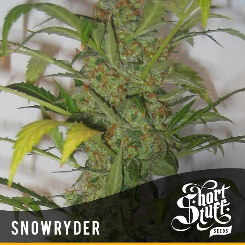 Short Stuff Seeds - Snowryder (auto/reg.)