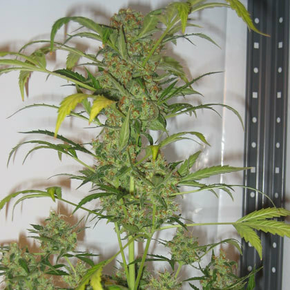 Short Stuff Seeds - Snowryder (auto/reg.)